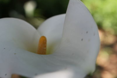 Close-up of flower