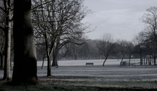 Bare trees on field