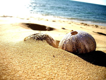 Close-up of shells on beach
