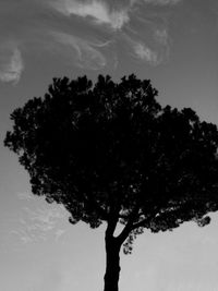 Low angle view of silhouette tree against sky