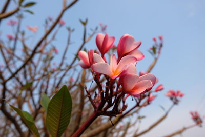 Low angle view of pink flowering plant against sky