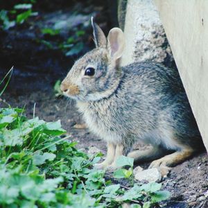 Close-up of squirrel