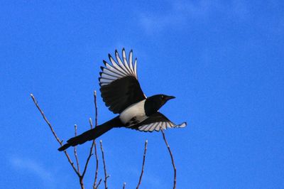 Low angle view of bird flying against blue sky