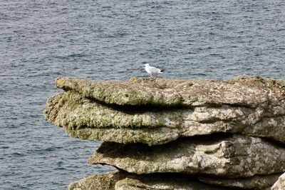 Seagull perching on rock by sea