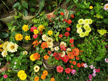 High angle view of flowering plants