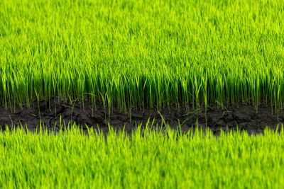 Scenic view of field