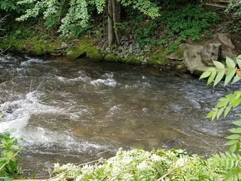 Plants and trees growing in water