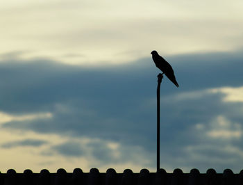 Low angle view of bird perching on bare tree against clear sky
