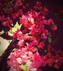 Close-up of pink flowers blooming outdoors