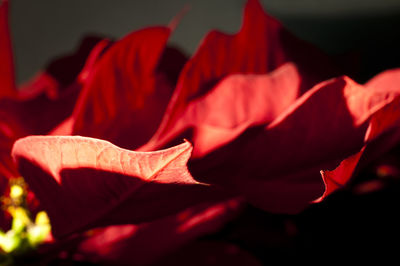 Close-up of red rose