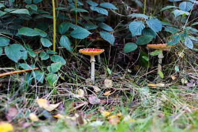 Close-up of mushroom growing on field