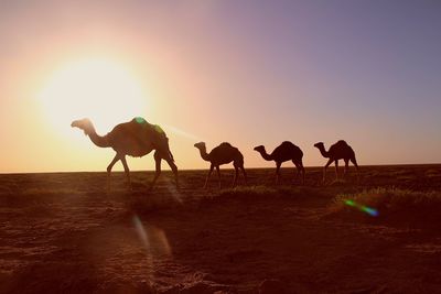 Silhouette camels against clear sky during sunset