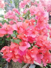 Close-up of pink flowering plants