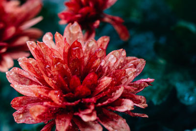 Close-up of red flowering plant