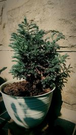 High angle view of potted plant on table