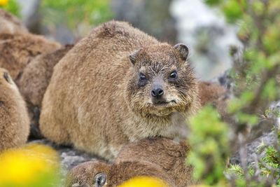Close-up portrait of a marmot 