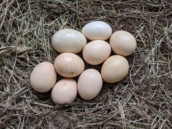 High angle view of eggs on hay