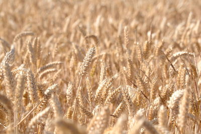 Close-up of wheat growing on field