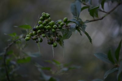 Close-up of fruits on tree