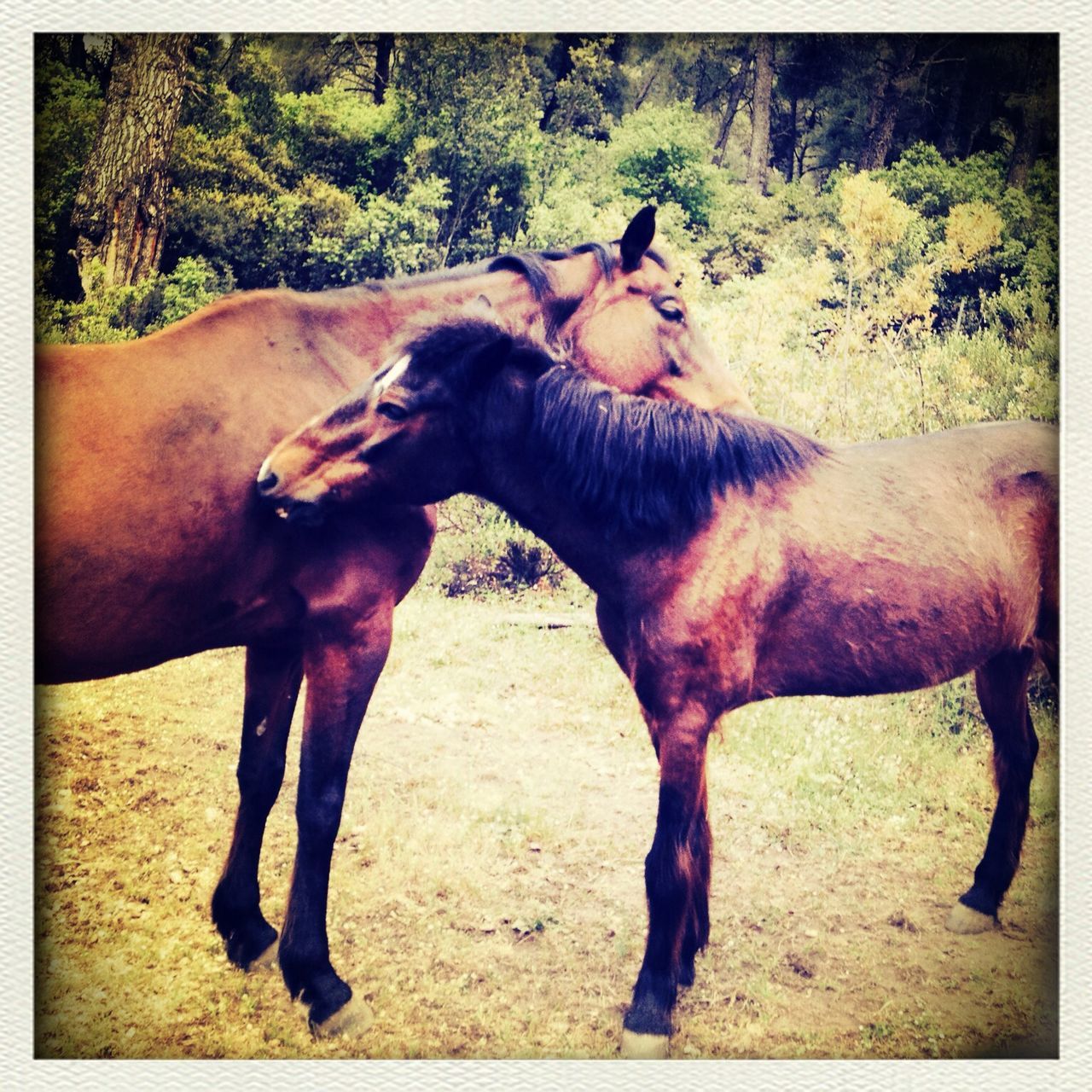 animal themes, mammal, transfer print, horse, domestic animals, standing, auto post production filter, herbivorous, full length, two animals, livestock, field, side view, sunlight, tree, zoology, nature, shadow, working animal, day