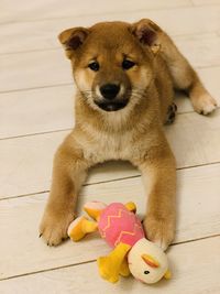 High angle portrait of a stuffed toy