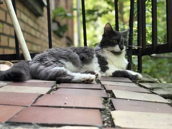 Cat resting on a fence