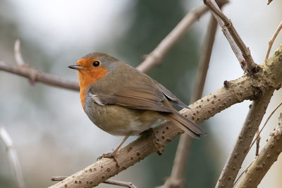 Close-up of bird perching on branch