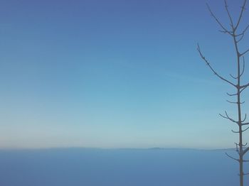 Low angle view of trees against clear blue sky