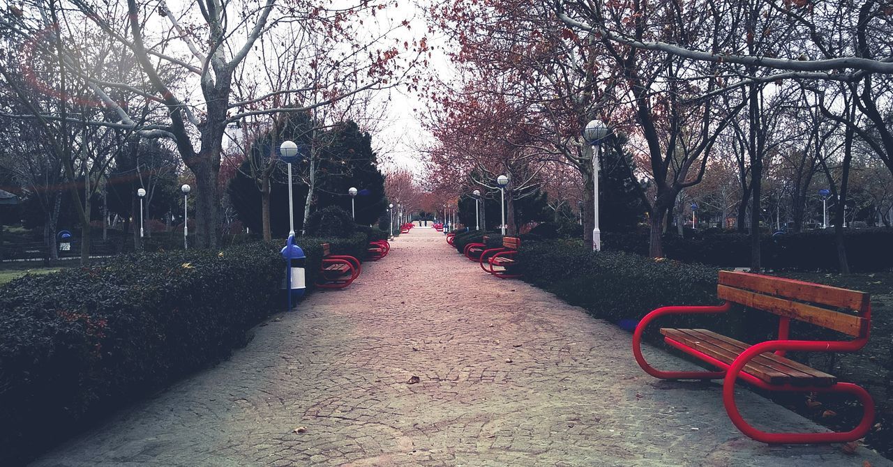 tree, the way forward, plant, direction, nature, park, day, footpath, bare tree, no people, diminishing perspective, in a row, outdoors, transportation, park - man made space, red, empty, treelined, growth, branch