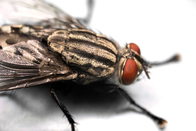 Close-up of fly against white background
