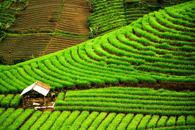 Scenic view of agricultural field