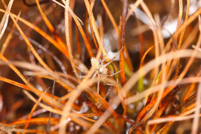 Close-up of plant growing on field