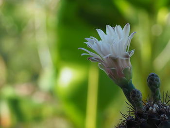 Close-up of white flowering plant