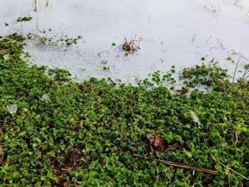 Close-up of fresh green plants in water