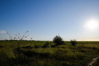 Scenic view of field against clear sky