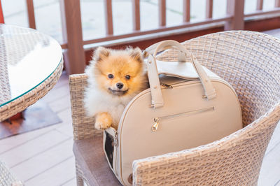 Portrait of dog in basket