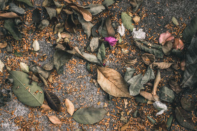 High angle view of dry leaves on field