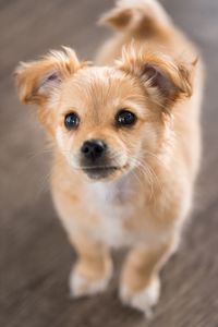 Close-up portrait of puppy