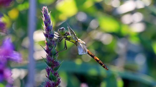 Close-up of insect on purple flower