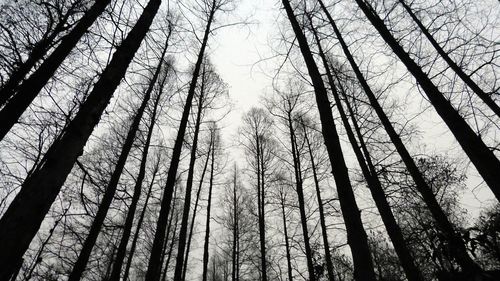 Low angle view of bare trees against sky