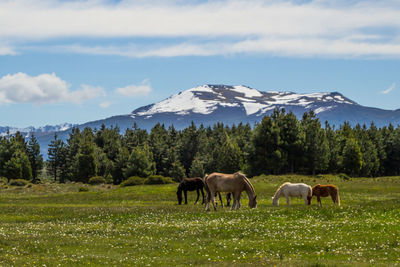 Horses grazing on field against sky