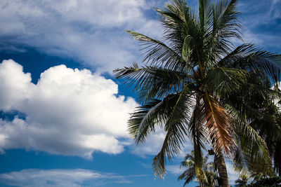 Low angle view of palm trees against sky