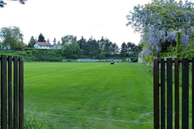 Trees on grassy field