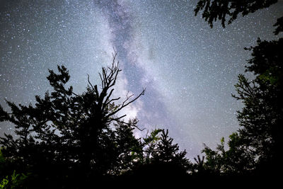 Low angle view of silhouette trees against sky at night