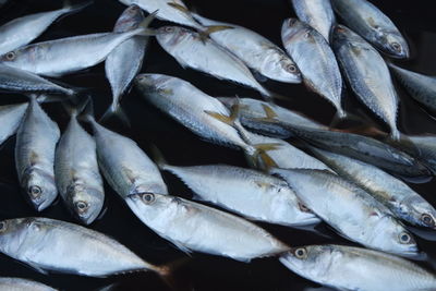 Close-up of fish for sale