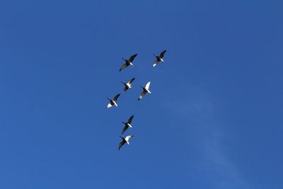 Low angle view of birds flying against blue sky