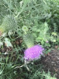 Close-up of purple thistle flower in field