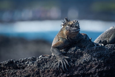 Close-up of crab on rock by sea