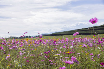 Purple flowering plants on field against sky