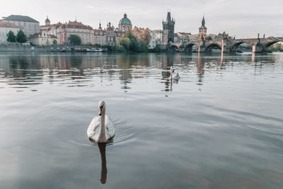 Swan swimming in a lake